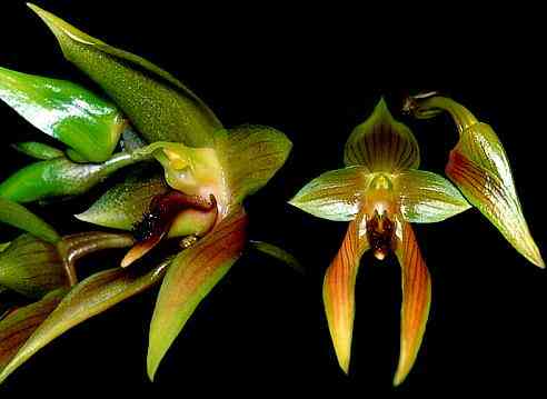Bulbophyllum klabatense